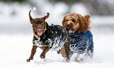 Toronto dog owners bite back after city posts ‘no barking’ sign at pooch park