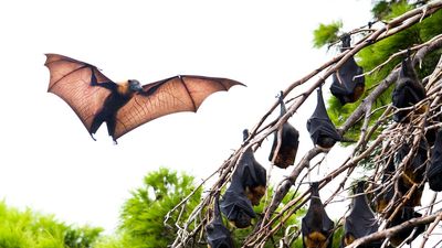 WOMADelaide's Bat Tent shares knowledge of flying foxes at Adelaide's Botanic Park