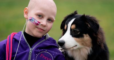 Brave girl, 8, to fulfil Crufts dream with cherished dog who helps her with cancer ordeal