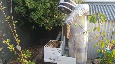 Beekeeping gives Navy veteran with PTSD new lease on life in Ballarat