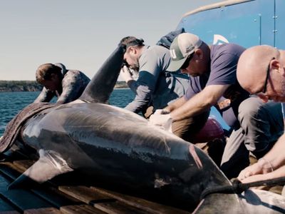 Trackers spot 1200lb great white shark off Florida coast