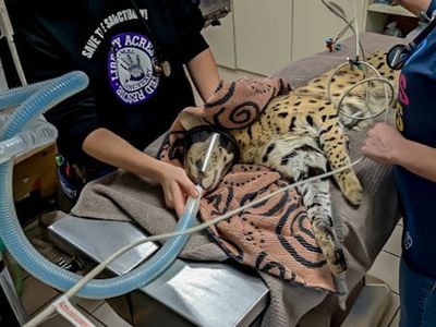 A wild cat was found in Cincinnati with cocaine in its system. No, it's not a movie