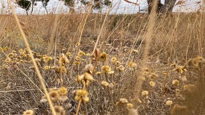 Destruction of endangered native wildflowers sparks fears of extinction on Melbourne's doorstep amid population boom