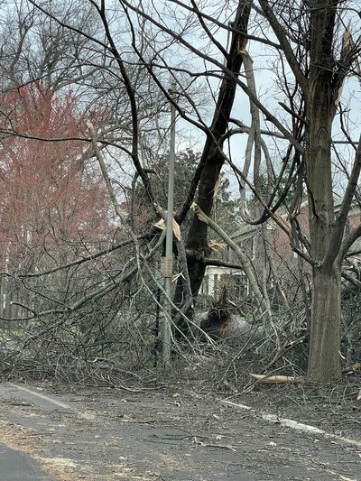 Today's Interview: Lexington steps up storm debris clean-up efforts