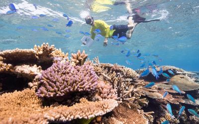 Meet the Townsville scientists helping to save the Great Barrier Reef