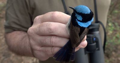 Favourite Canberra bird likes to help its friends
