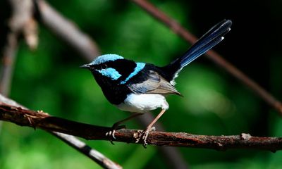 Superb fairywrens more likely to help family members in distress than strangers, like humans