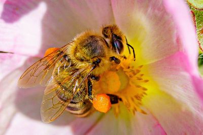 Honey bees learn from each other to perfect ‘waggle dancing’ skills, study finds