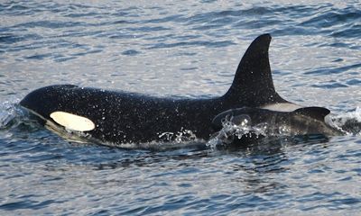 ‘Extraordinary’ sighting of orca with baby pilot whale astounds scientists