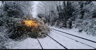 Train services suspended as tree falls on to Nottinghamshire rail line