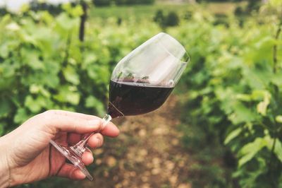 Best Tempranillo wines to try for a glorious glass of red