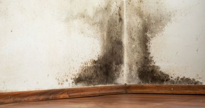'I'm a damp expert - products need a specific ingredient to banish mould for good'
