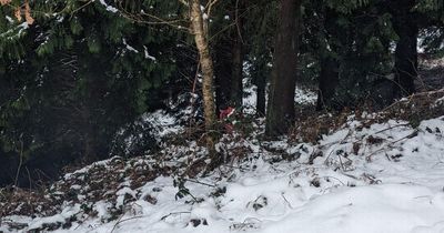 Search teams looking for man missing in the snow