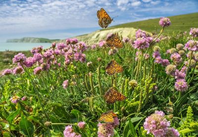 ‘They symbolise hope’: one man’s incredible photos of all 58 of Britain’s native butterflies