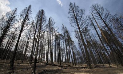Megafires, drought and heat killing conifer seedlings in US west – study
