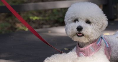 'I'm a vet - these are 7 of the biggest myths about dogs'