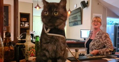 Ukrainian rescue cat becomes regular at local British pub and 'never wants to leave'