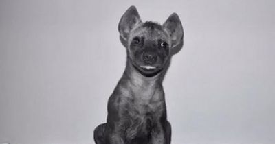 Man goes to buy 'puppy' but left terrified after finding out it's a wild animal