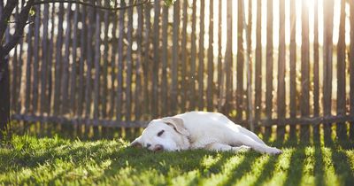 Woman sparks anger with neighbours by putting up 100ft fence for her dog