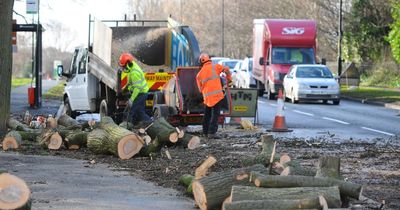 More than 5,000 diseased trees to be cut down in South Ayrshire at cost of £7m