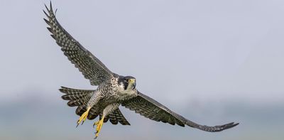 How COVID lockdowns triggered changes in peregrine falcon diets – and what this means for urban pest control
