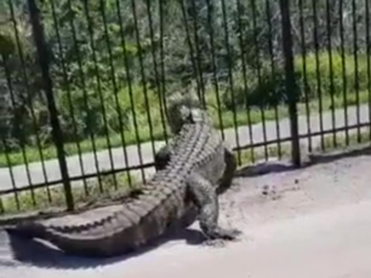 Moment alligator tears through metal fence with…