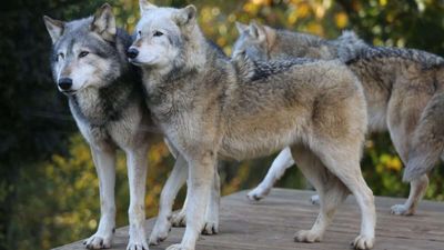 More Wolves, Safer Roads