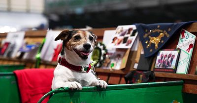 Crufts Day One: World's greatest dog show gets underway at NEC Birmingham