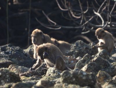 Stone flakes made by modern monkeys trigger big questions about early humans