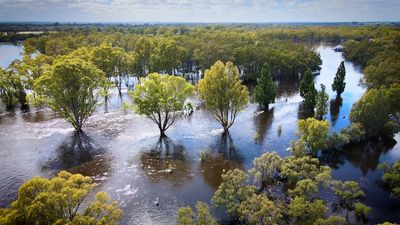 Floods transform parts of outback Victoria into 'sea of green' as usually dry areas flourish