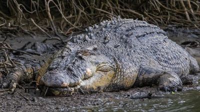 Fears for welfare of well-known Daintree River crocodile Scarface, missing since February