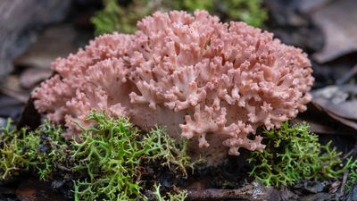Mushrooms having a moment, as traditional fears of fungi begin to fade