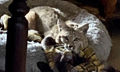 Arizona family discovers bobcat has taken over their dog’s bed