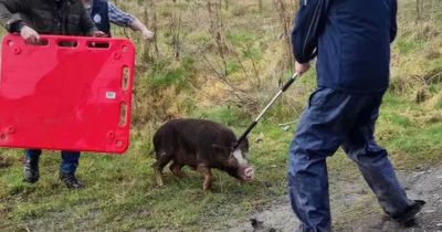 Huge black pig 'brought down' with tranquilliser after running riot on the roads of Donegal