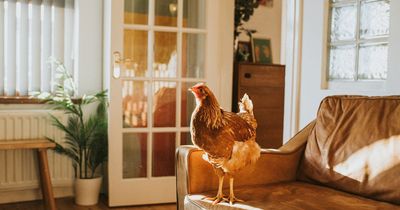 'My neighbour finds my pet chicken unsettling - but I won't get rid'