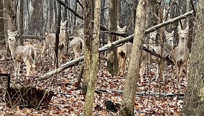 Chicago outdoors: Look-alike deer, nuisance animals, Illinois’ last elk, no ice and Put-in-Bay