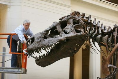 T-Rex skeleton to go under the hammer