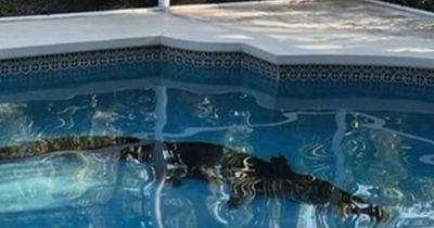 Giant alligator bursts into home and terrifies owner as it jumps in swimming pool