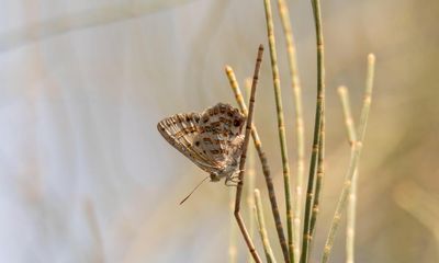 Jewel in the crown land: catching a glimpse of butterfly under threat on a Queensland roadside