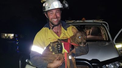 Move over Red Dog, meet the Pilbara's new wonder dog, Shanny, alive despite days in a Rio Tinto ore dumper