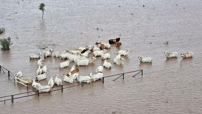 Flooding peaks in Gulf of Carpentaria with about 40 homes inundated in Burketown