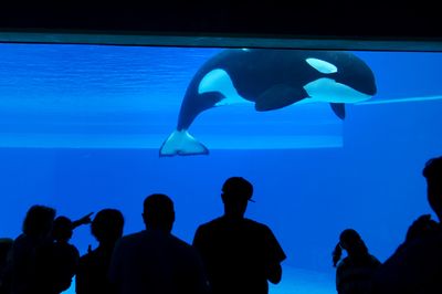 Kiska, 'the loneliest whale in the world,' dies at Canada amusement park