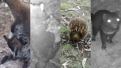WildTracker project helps people understand which animals are living in their backyards