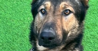 Police dog Fury finds clothing after Southport chase ends in crashes