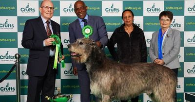 Former soul group frontman wins Crufts gold with huge Irish Wolfhound