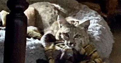 Dog owner stunned to find completely different wild animal living in his pet's bed at home
