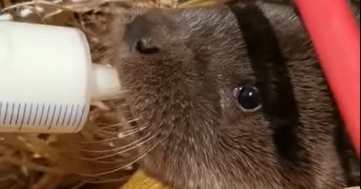 Adorable otter pup rescued on Scots island after mum tragically killed by car