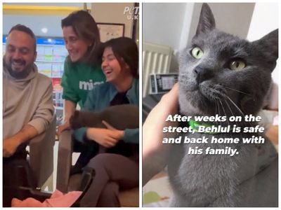 Cat reunited with family nearly a month after devastating Turkey-Syria earthquakes