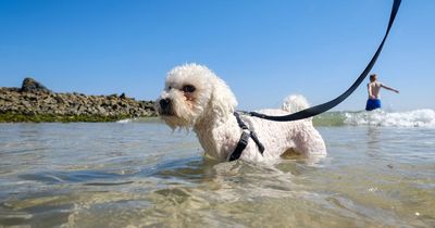 Dog owners issued urgent warning amid 'potentially fatal' substances washing up on UK shores