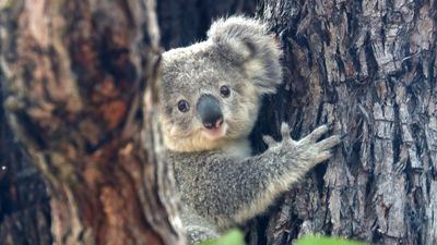 Australian Ethical divests from Lendlease claiming 'lack of transparency' about koala corridors
